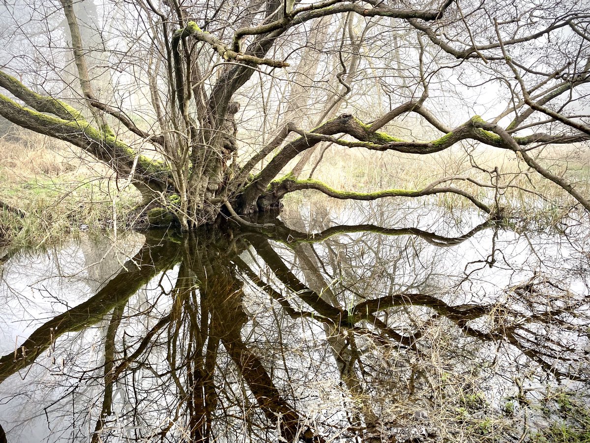 Temporary ponds created by floods can provide new habitats for aquatic and semi-aquatic species. They also play a role in nutrient cycling by trapping sediment and organic matter carried by floodwaters. This small pond was formed recently after the floodwater had dropped.