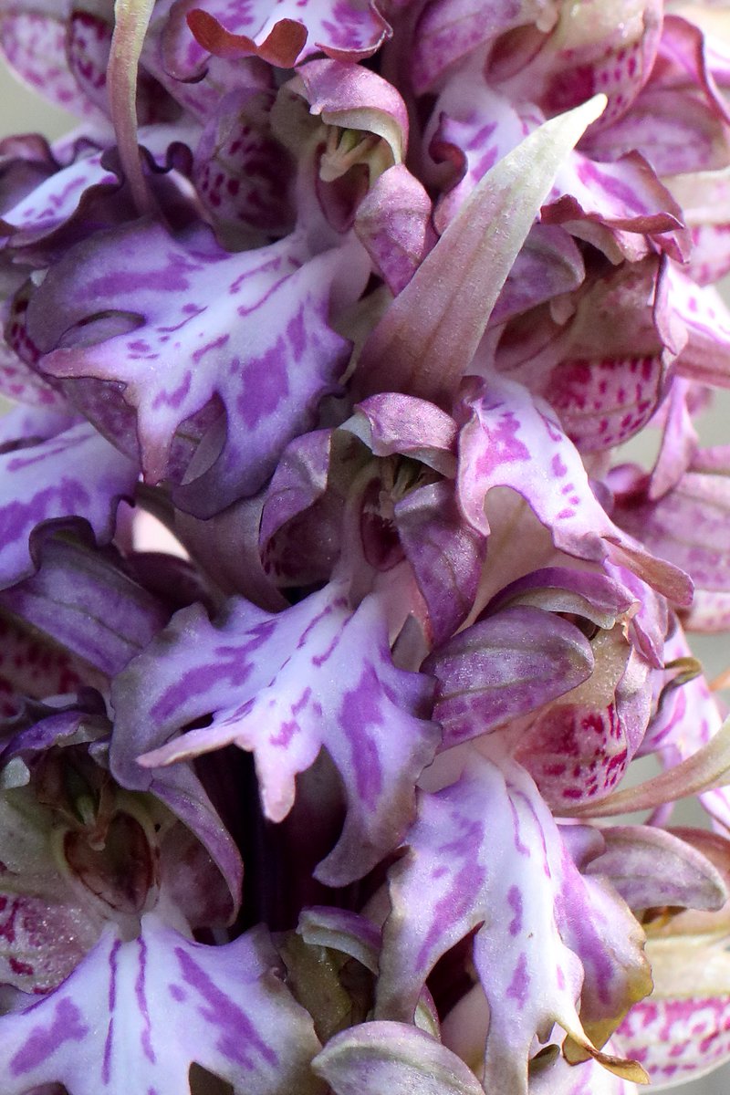 dunnjons's tweet photo. With perfect timing, on #WorldBookDay, book news. A deal to write the successor to my #OrchidSummer! There's been some change in the British & Irish orchid scene. Lots of juicy news, discoveries, science, gossip, people doing things they might wish they hadn't... All good fun.๐ https://t.co/srCN1tdl6t