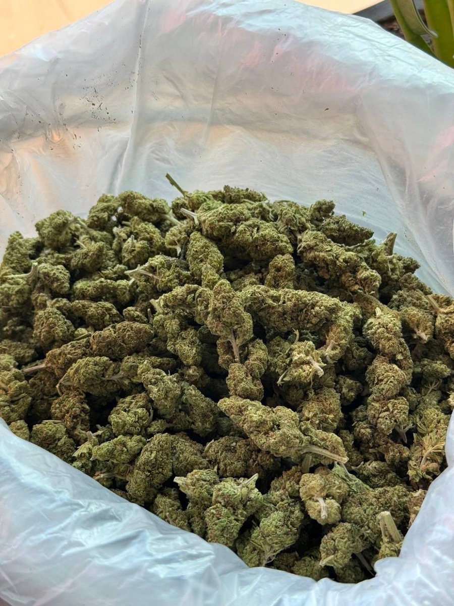 lotusunko's tweet photo. Strain : End Game 
🔸 THC 28% 🥶 เด่น Sativa  🥤
🔸ดอกแข็ง กลาง ใหญ่ ❤️‍🔥
🔸🚨สินค้ามีไม่เยอะช้าหมด 🚨
https://t.co/x4fLfjmr7Z
#กัญชารัง��ิต #กัญชาเชียงใหม่ #กัญชาภูเก็ต #รับงาน #ภูเก็ต #พังงา #ยะลา #นราธิวาส #ปัตตานี #ชุมพร #พังงา #สายเขียว #กัญชากทม #กัญชาog #กัญชาออแกนิค 
#กัญชา https://t.co/mpkyXXHdgo