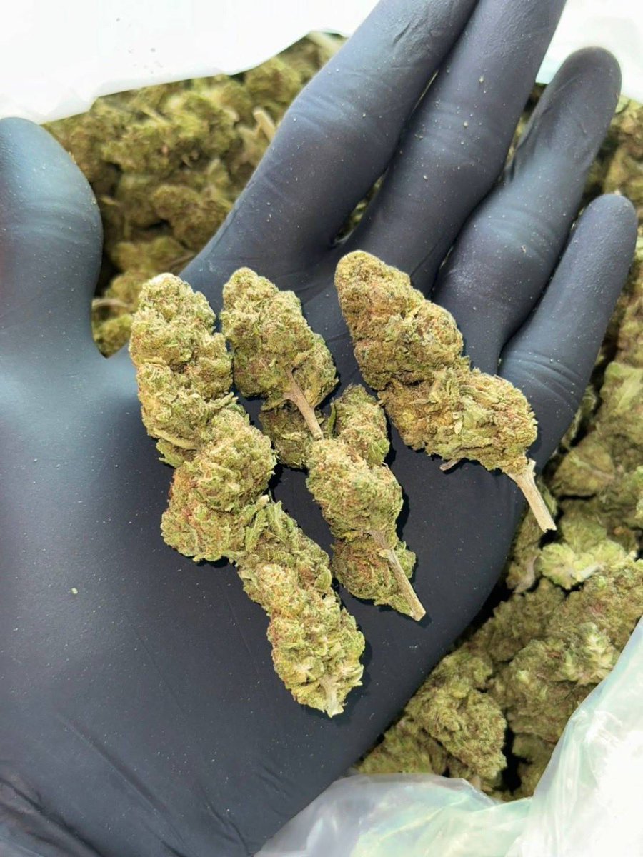 lotusunko's tweet photo. Strain : End Game 
🔸 THC 28% 🥶 เด่น Sativa  🥤
🔸ดอกแข็ง กลาง ใหญ่ ❤️‍🔥
🔸🚨สินค้ามีไม่เยอะช้าหมด 🚨
https://t.co/x4fLfjmr7Z
#กัญชารัง��ิต #กัญชาเชียงใหม่ #กัญชาภูเก็ต #รับงาน #ภูเก็ต #พังงา #ยะลา #นราธิวาส #ปัตตานี #ชุมพร #พังงา #สายเขียว #กัญชากทม #กัญชาog #กัญชาออแกนิค 
#กัญชา https://t.co/mpkyXXHdgo