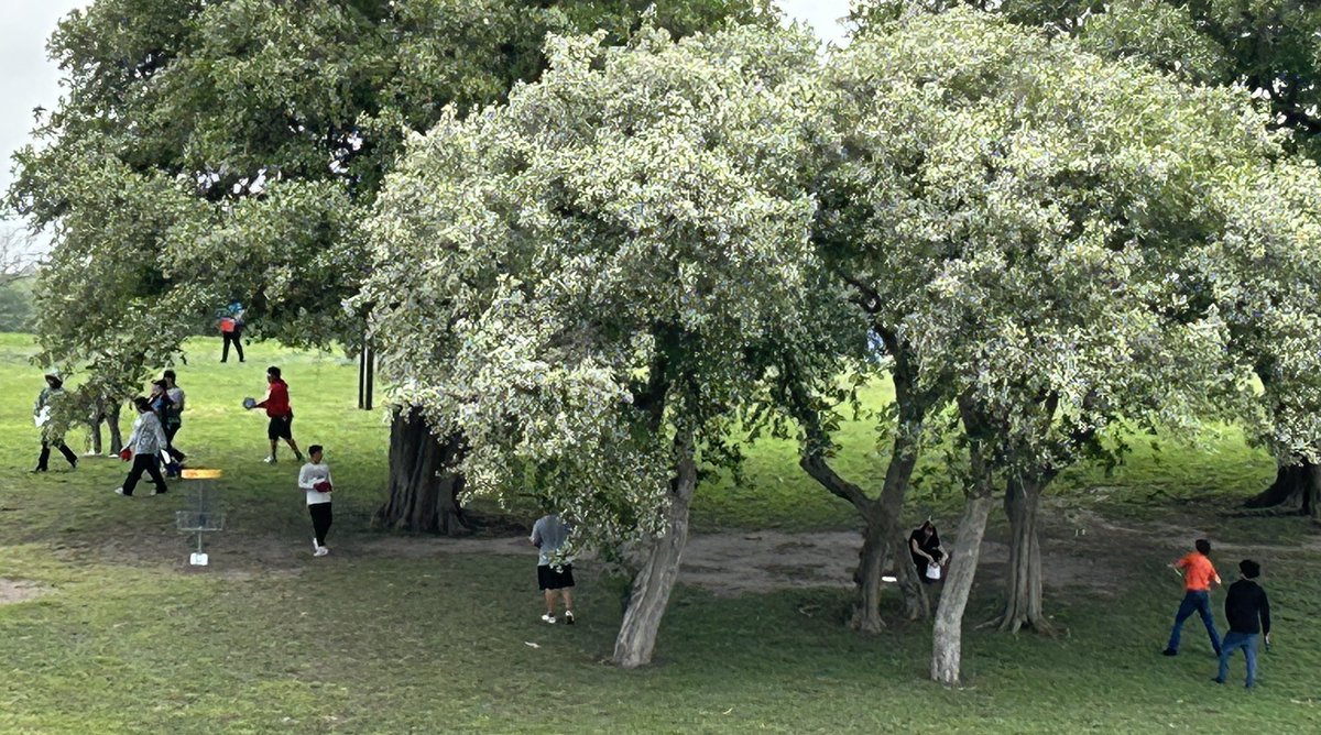 CCISD_HealthPE's tweet photo. It’s a great day for some disc golf at West Guth park! @HamlinMiddle 7th grade students enjoyed being introduced to a fun way to be physically active. #CCISDProud https://t.co/ib8SsnGKZH