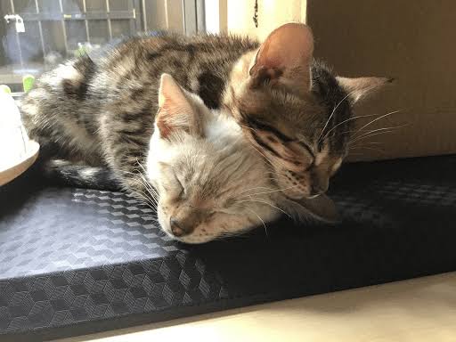 mimimamomomimimimimamomo AAAGAHSGWIDHJQVDEWIUWI tweet media