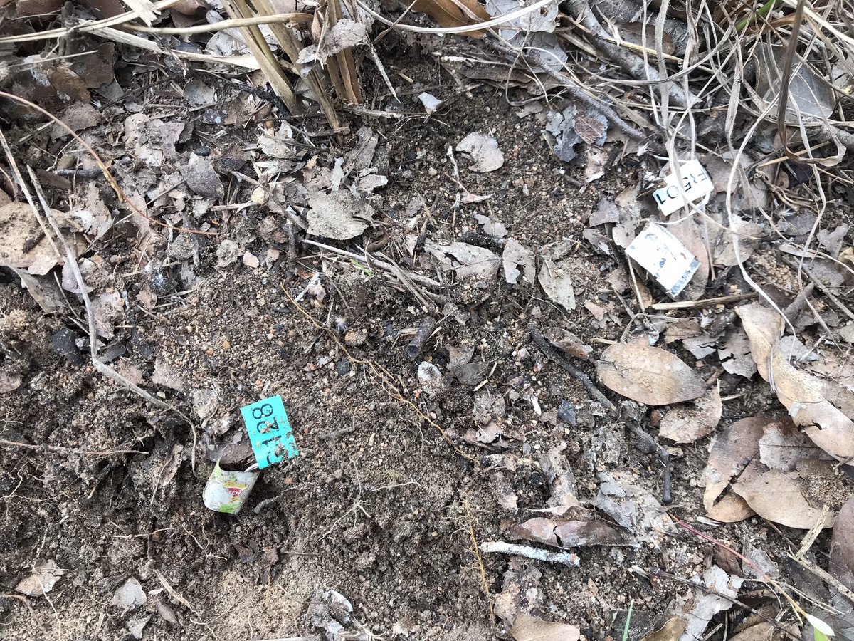 RemiCardinael's tweet photo. Time to collect tea bags after 1 yr of incubation in the soil inside and outside conservation areas! We were attacked by 🐝 but we were finally able to retrieve all of them, unbelievable 😃! #SoilBON @theGSBI @carlosguerra_pt #soilhealth #litterdecomposition @RegisChikowo @Cirad https://t.co/1hS43yeCxf