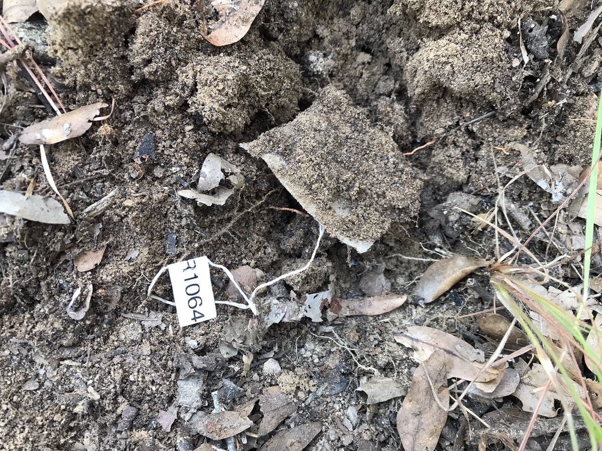 RemiCardinael's tweet photo. Time to collect tea bags after 1 yr of incubation in the soil inside and outside conservation areas! We were attacked by 🐝 but we were finally able to retrieve all of them, unbelievable 😃! #SoilBON @theGSBI @carlosguerra_pt #soilhealth #litterdecomposition @RegisChikowo @Cirad https://t.co/1hS43yeCxf