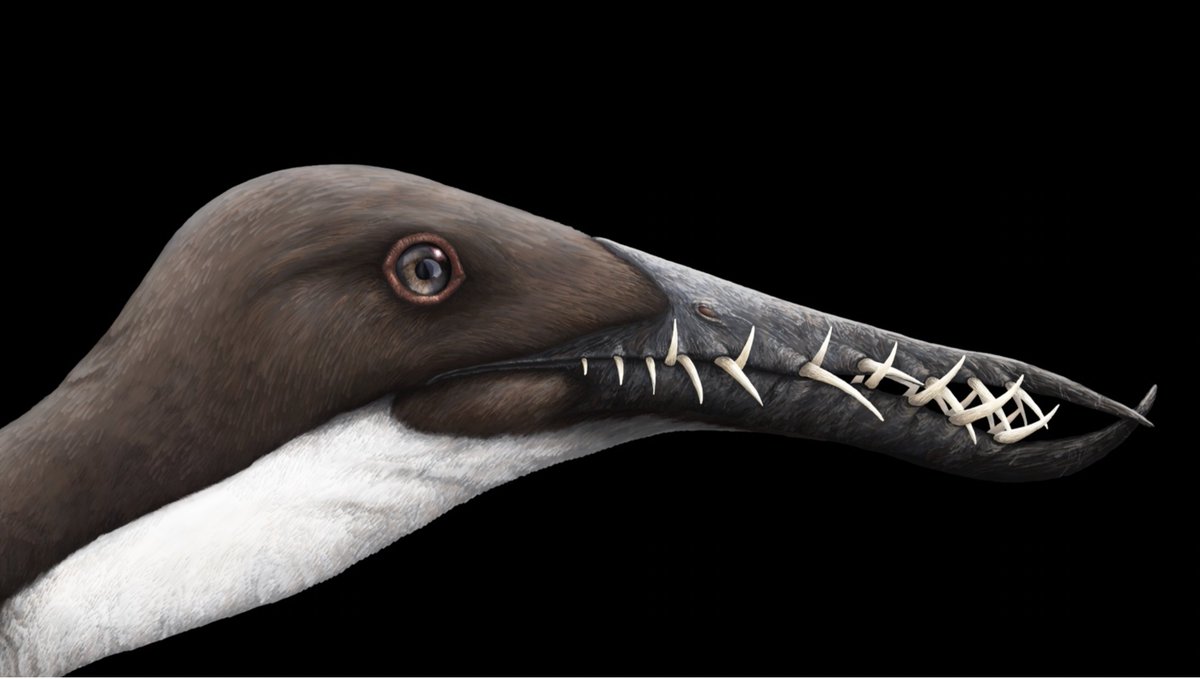 paleobyliam's tweet photo. Everyone get your extinct fellas out
#paleoart 
@TheWoodParable 
@LucasMateus707 
@lans_snows 
@ing39911093 https://t.co/JawPcvzLtO