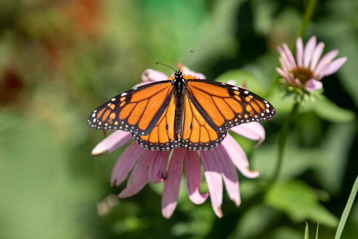 A partnership led by #UIC to protect the monarch butterfly has just gotten a boost: today.uic.edu/uic-led-effort…