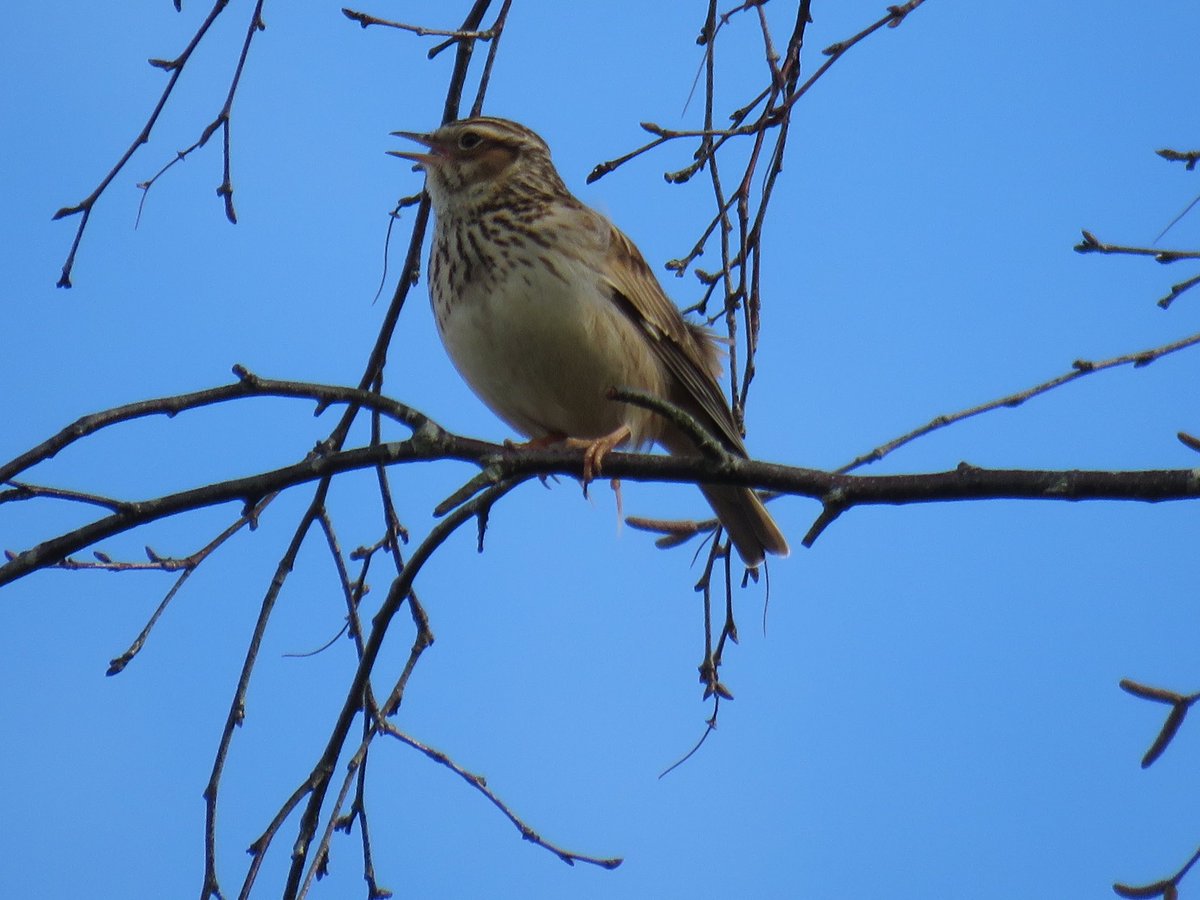 janepearce53's tweet photo. @sykesjeff Woodlark singing https://t.co/i3E0uVlirA