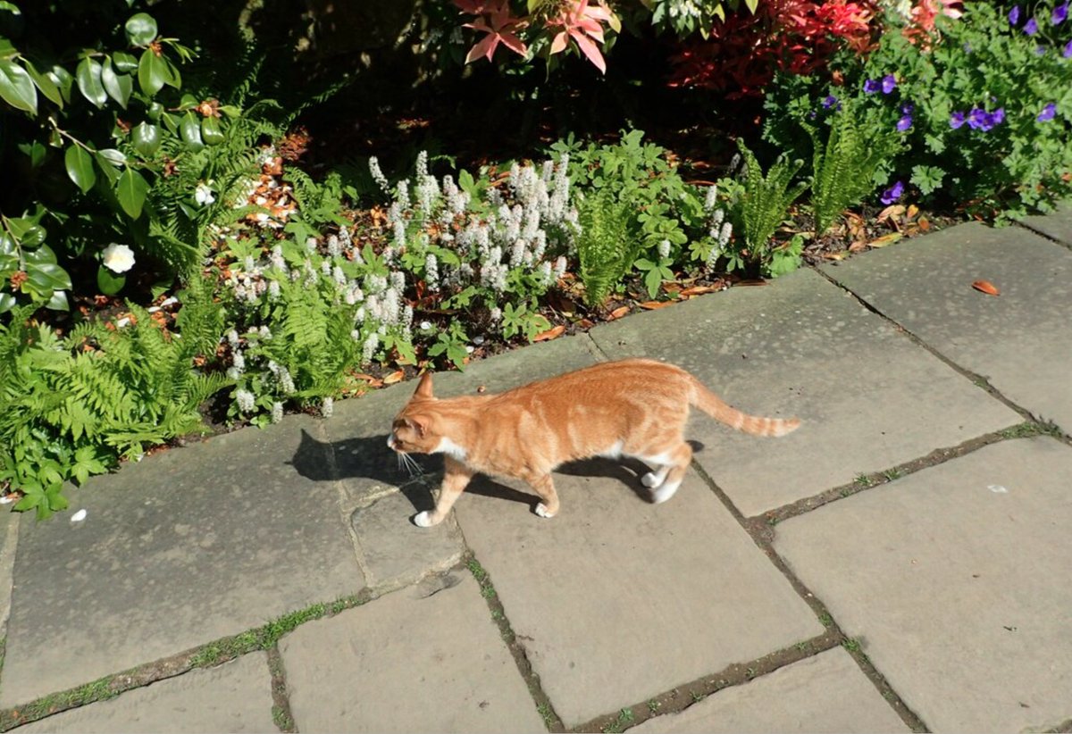 When the Churchill family left Chartwell, their home in Kent, to the National Trust, they requested that there should always be ‘a marmalade cat named Jock, with a white bib and four white socks,’ in honour of Churchill’s cat. Now, Jock VII is in residence. [📷: Marathon.]