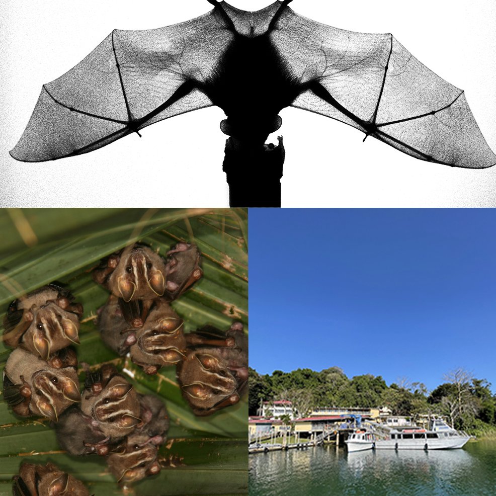 RalSimon's tweet image. If you happen to be on BCI don&apos;t miss our Bambi seminar tonight on: Bits and bats: &quot;How AI can help to study self-medication behavior in bats&quot; We will not only talk about AI but @ARoistacher will also talk about disease ecology &amp;amp; Rachel Page will introduce the SELFCURE Project 🦇