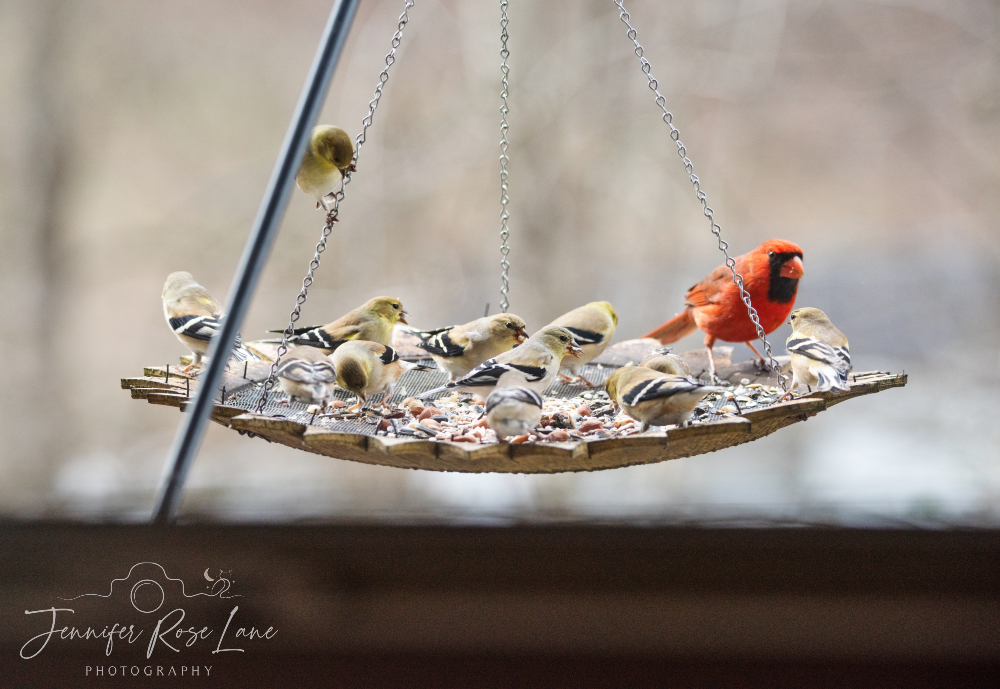 Jens_Starry_Sky's tweet photo. Lots of hungry goldfinches and one cardinal π #FeedTheBirds #birds #WVbirds @WSAZBrandon @SpencerWeather @JoshFitzWx @ThePhotoHour https://t.co/KcZTDcZJTq