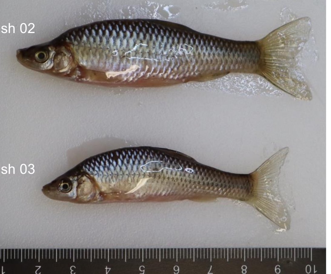Non-native fish species like topmouth gudgeon can pose a serious threat to the environment, as can other non-native fish species, which is why we have Regulations on what fish can be stocked and kept in #fisheries. Any finds of non-native fish can be reported to us on 0800 807060