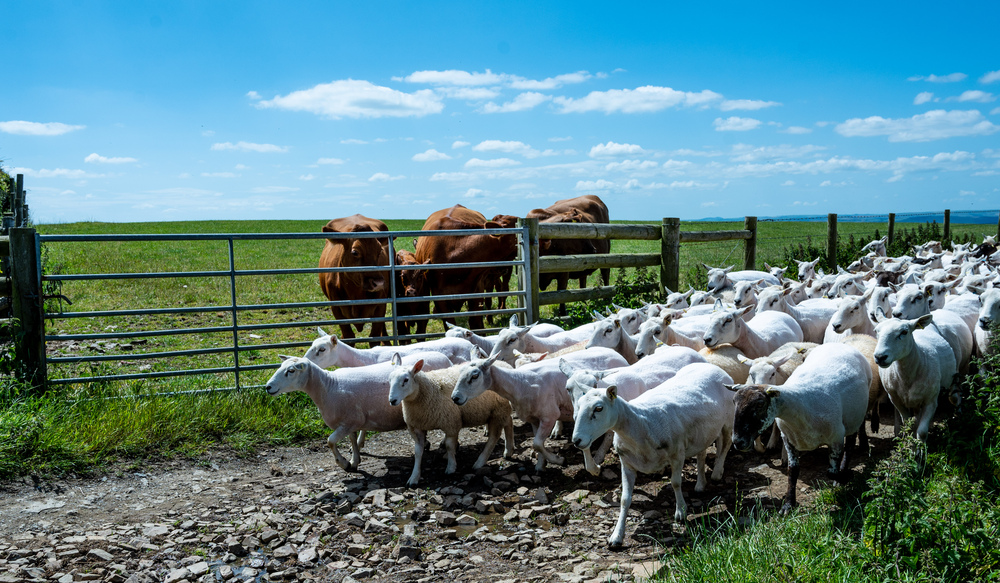 📊Weekly cattle &amp; sheep market wrap - 07 March 2024

Read the report here: tinyurl.com/44f5u6b3