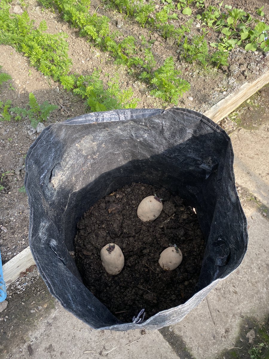 First bags of early #potatoes planted! [and those carrots in a polytunnel are doing well now @GuyBarter] My tips on growing potatoes in bags here - down-to-earth.co.uk/vegetables/for…