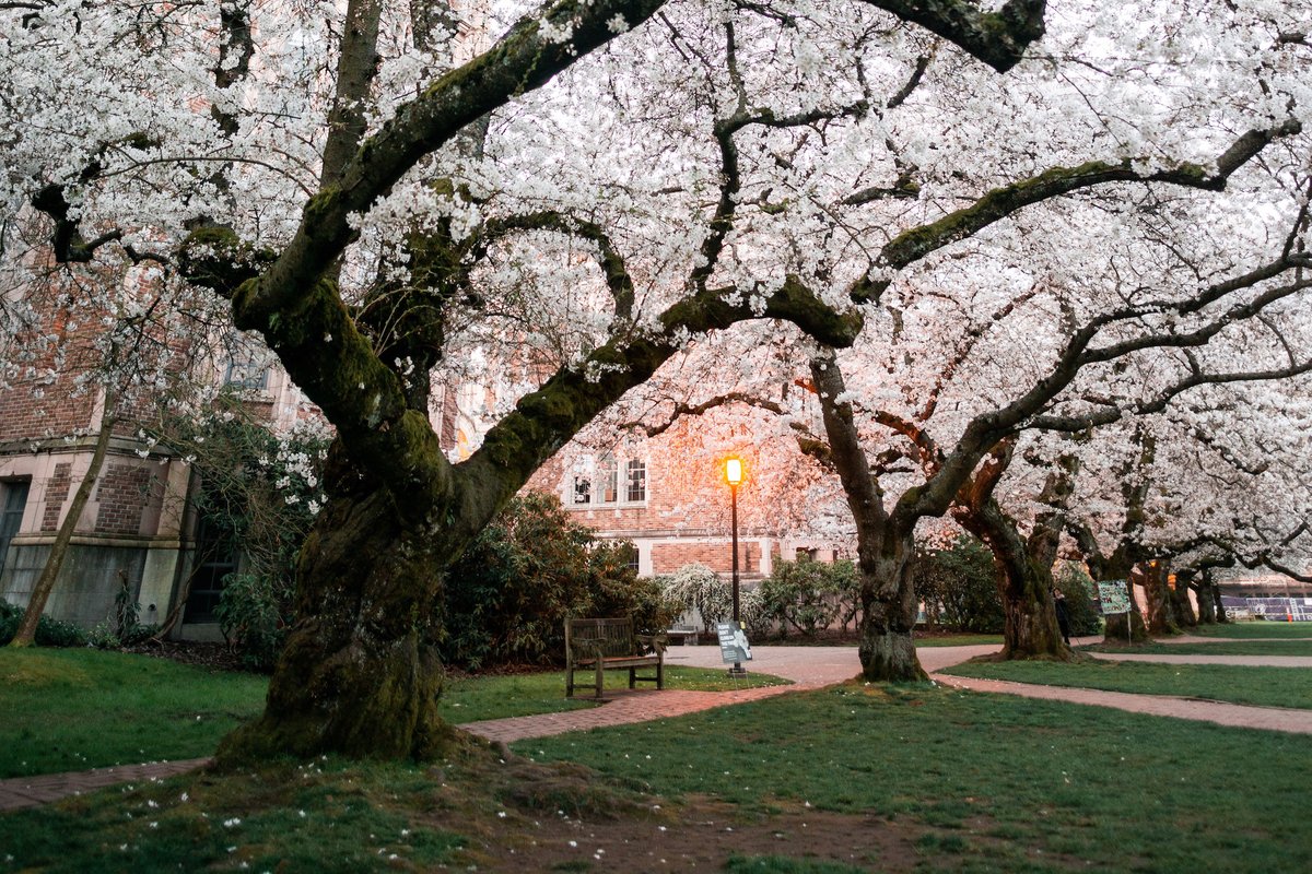 #TBT to 2019's annual burst of @uwcherryblossom color in the Quad. We'll see similar scenes again later this month at the @UW. magazine.washington.edu/feature/cherry…
