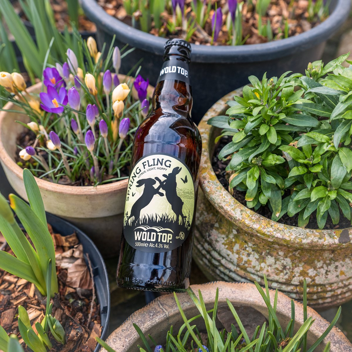 Spring Fling, our seasonal special edition cask and bottled beer for March, is now available to buy in bottle! What are you waiting for?..... bit.ly/WTSpringFling #woldtop #brewery #beer #new #spring #session #pale #ale #hares #limitededition #march #yorkshire #cask