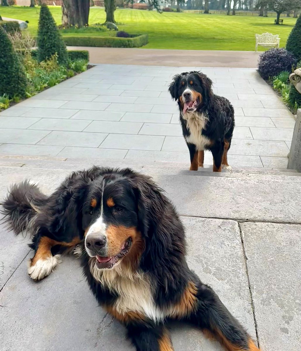 Tankardstown's tweet photo. One whole year of Monty &amp; Milo at Tankardstown House 🐾❤
Double the trouble and double the love 🐶🐶

#tankardstowndogs #bernesemountaindog #residentdogs #tankardstownhouse #irishcountryhouse #dogfriendlyvenue #dogfriendlyireland https://t.co/dwL1Ov55LU