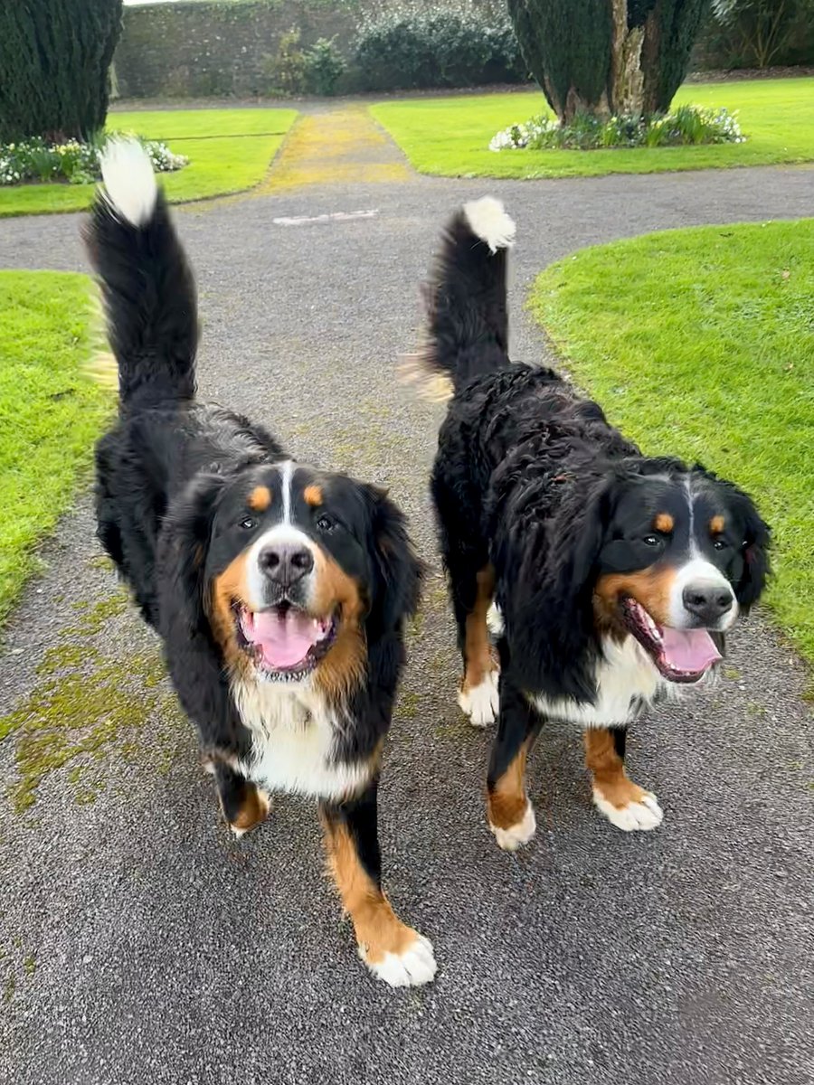 Tankardstown's tweet photo. One whole year of Monty &amp; Milo at Tankardstown House 🐾❤
Double the trouble and double the love 🐶🐶

#tankardstowndogs #bernesemountaindog #residentdogs #tankardstownhouse #irishcountryhouse #dogfriendlyvenue #dogfriendlyireland https://t.co/dwL1Ov55LU