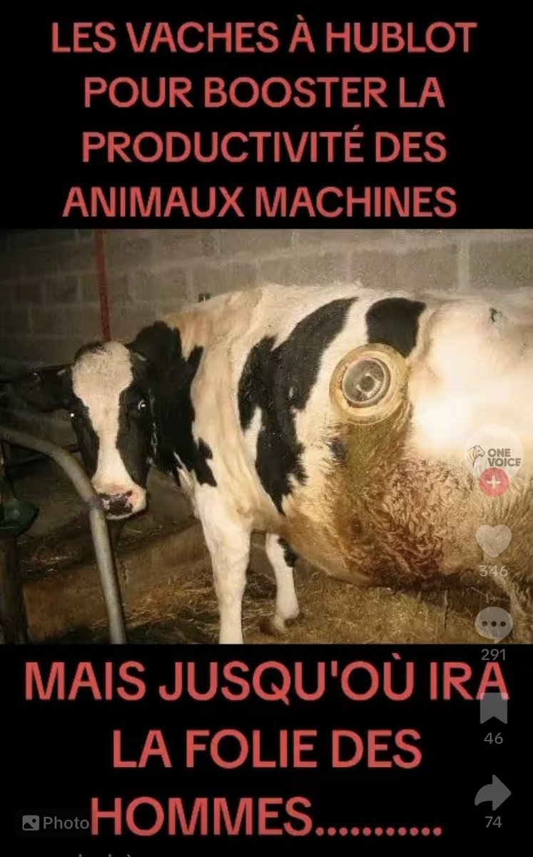 Resistance_SM's tweet image. L’homme tue l’homme il tue aussi les #animaux c’est innommable 
#UE l’Europe #démoniaque 😔🐄
vm.tiktok.com/ZGeyrxMJT/
