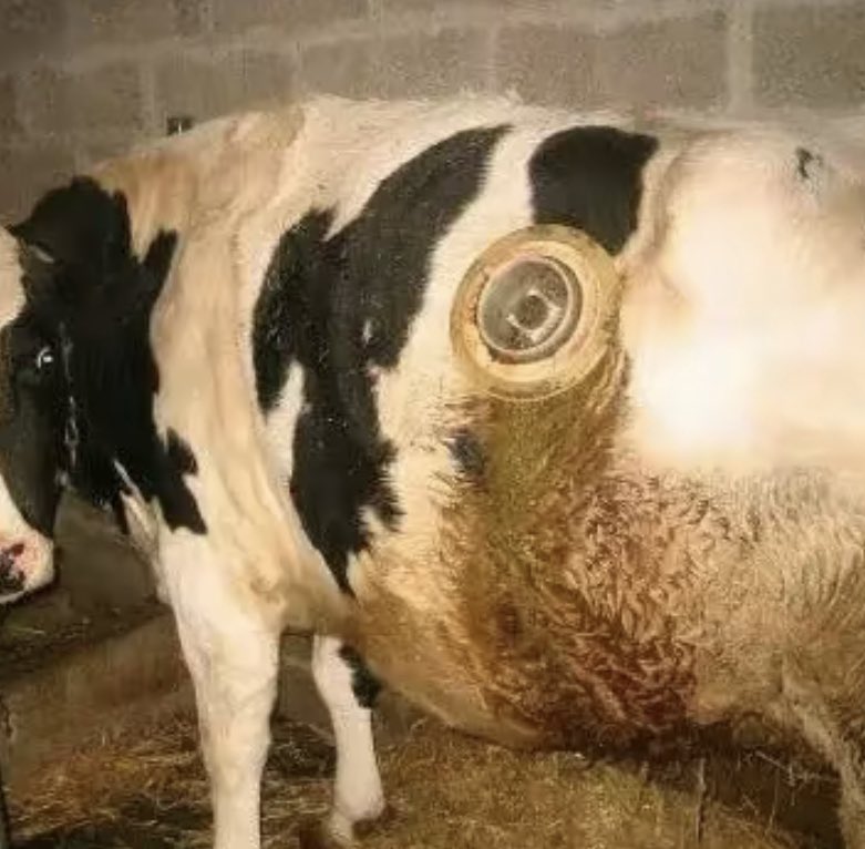 Resistance_SM's tweet image. L’homme tue l’homme il tue aussi les #animaux c’est innommable 
#UE l’Europe #démoniaque 😔🐄
vm.tiktok.com/ZGeyrxMJT/