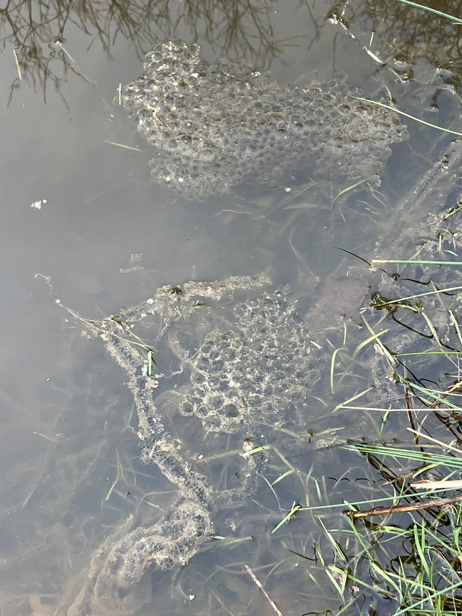 We are delighted to see we have frog spawn and toad spawn in our pond! Can you see the difference? We cannot wait to see our visitors' excited faces in our pond dipping sessions coming soon. #toadspawn #frogspawn #frog #toad #amphibians #pondlife #ponddipping #learninginnature