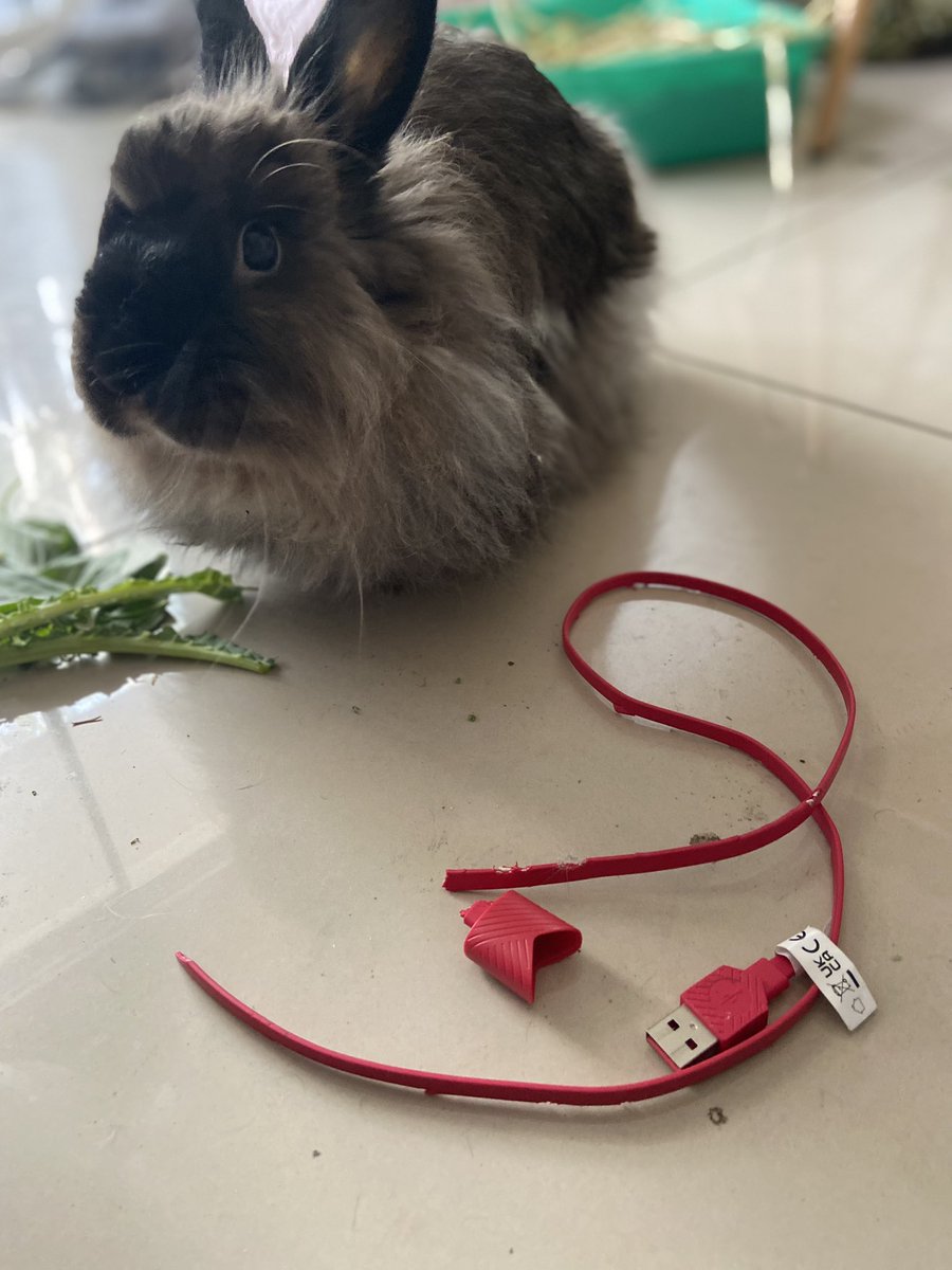Dominique Solomon (@domwritesstuff) on Twitter photo Someone decided to choose violence today. The Artist and his art.
<a href="/Vuse_ZA/">Vuse South Africa</a> charger cable in its chops. Someone decided to choose violence today. The Artist and his art.
<a href="/Vuse_ZA/">Vuse South Africa</a> charger cable in its chops.