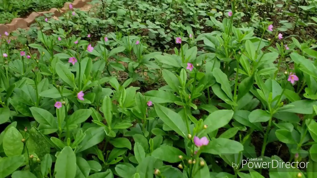 This unique plant does not only decrease systemic blood sugar levels, it repair the cells of the pancreas to regulate blood sugar levels on its own.

Boil leaves in water and drink 4 tablespoons twice daily. Nature heals. 

Name: Waterleaf, bokoboko, gbure.