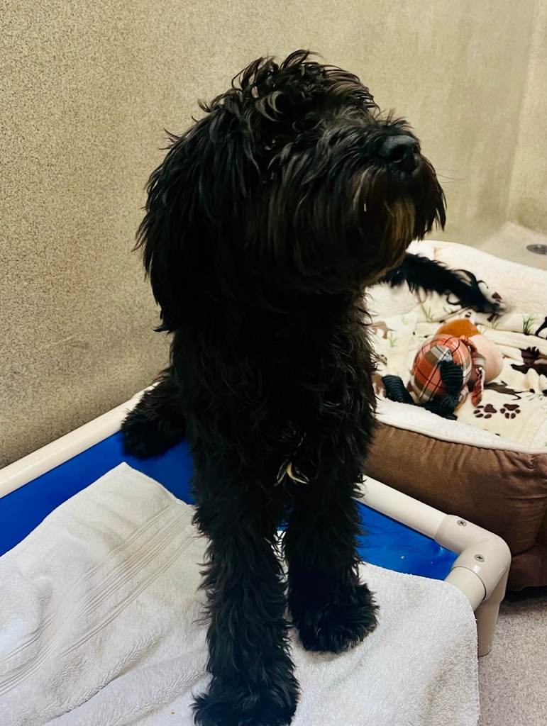 Do you recognize these lost pets? Please share this post to help us reunite these pets with their families!

If you own or recognize these pets, please call AWLA at (703) 931-9241 or email mail@awla.org. Thank you!