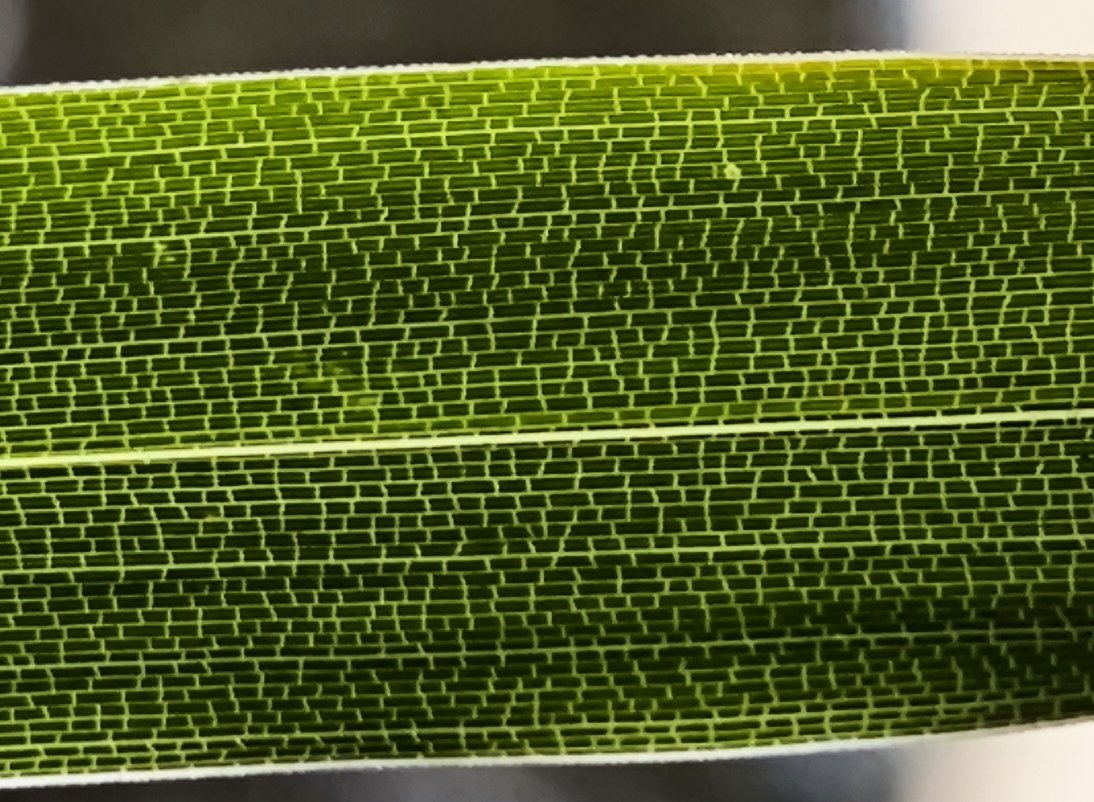 ruizlalo's tweet photo. Backlight #Chusquea septentrionalis leaf #bamboo https://t.co/6HjRDtjKoi