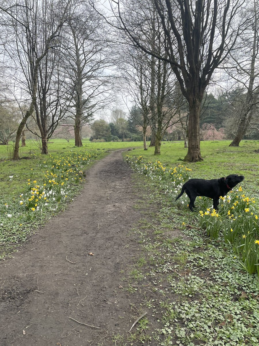 abevs23's tweet image. Had a beautiful spring walk today and spent time reflecting on an amazing welsh man. A lovely tribute to Anthony Hughes @dsw_news