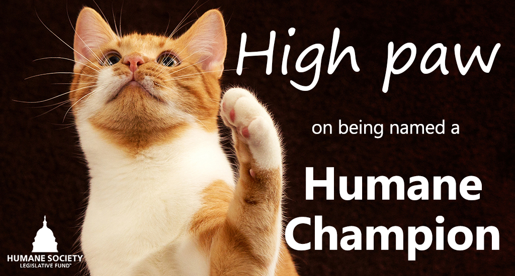 RepTedLieu's tweet photo. So glad to be named a Humane Champion by @HSLegFund at this year’s #HumaneAwards! Will always be an advocate for animals here in Congress. https://t.co/xoZn2jW5AW