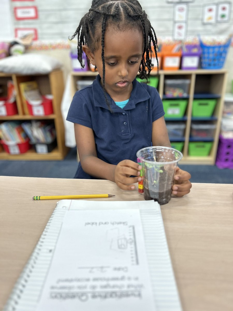 Cass_Francois's tweet image. Collecting data on how tall are your plants growing? Using 1 inch cubes to measure our plants 🌱 @CannellaElem @WeAreHAEST #kindergartenscientist #datacollecting