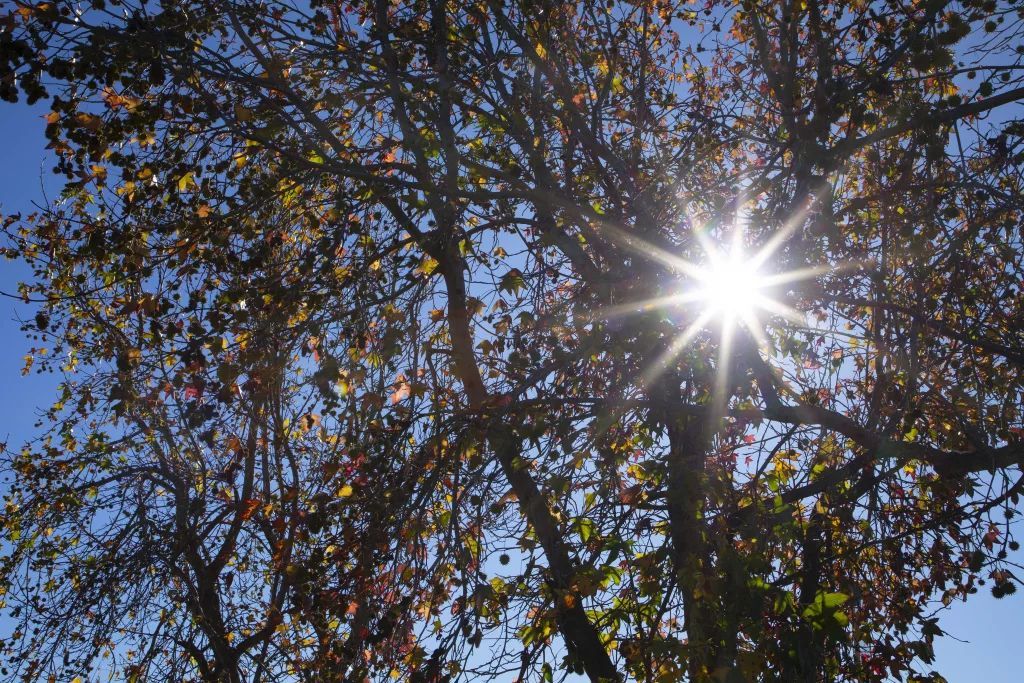Proud to support initiatives promoting healthier communities through nature! 🌳

Amazing work done by ReLeaf Petaluma, Daily Acts, and Sonoma Ecology Center as they plant trees and restore ecosystems, enhancing well-being for families and children. buff.ly/4c6Retx