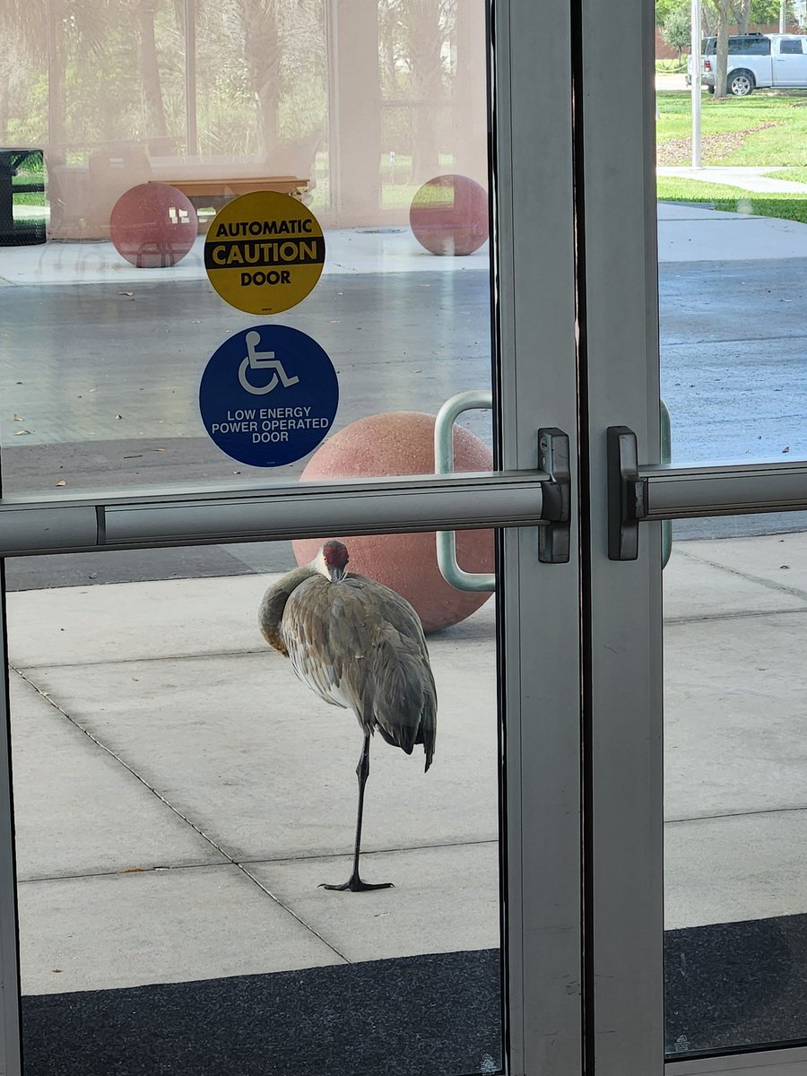 Saw this sandhill crane catching some z's 😴 outside our @UF_IFAS @OrangeCoFL office. Can't blame him...it's beautiful out. 🌞 #nappingonthejob #Extension #Floridaweather