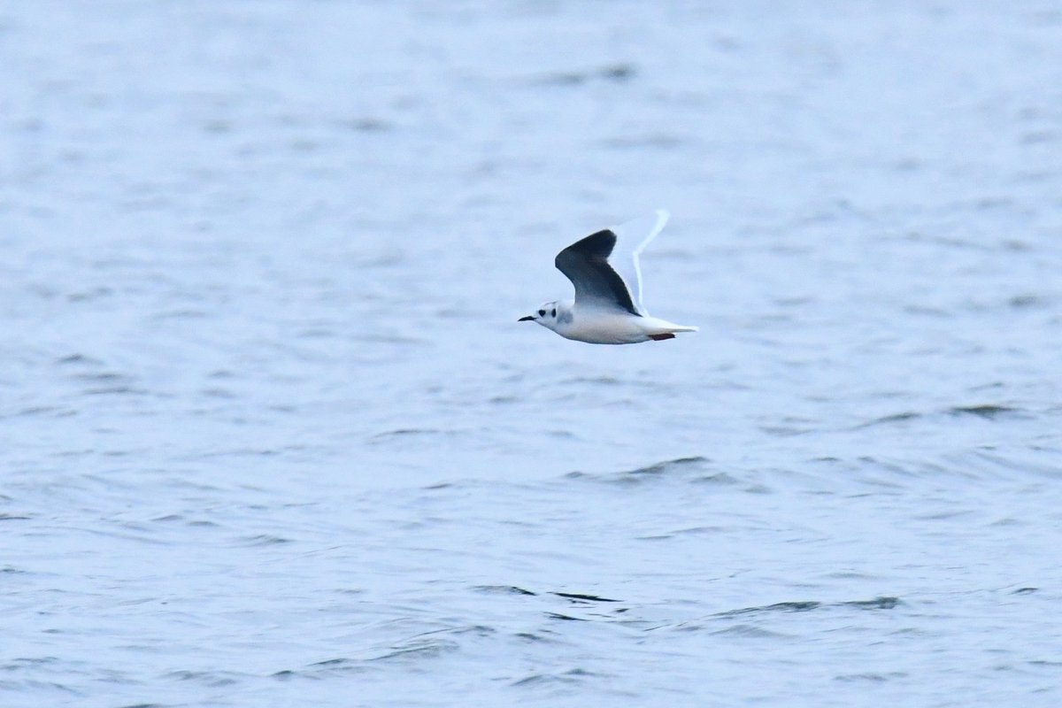 Early Spring passage of Little Gulls today with total count of 20 at HP on the A52 pit this afternoon.