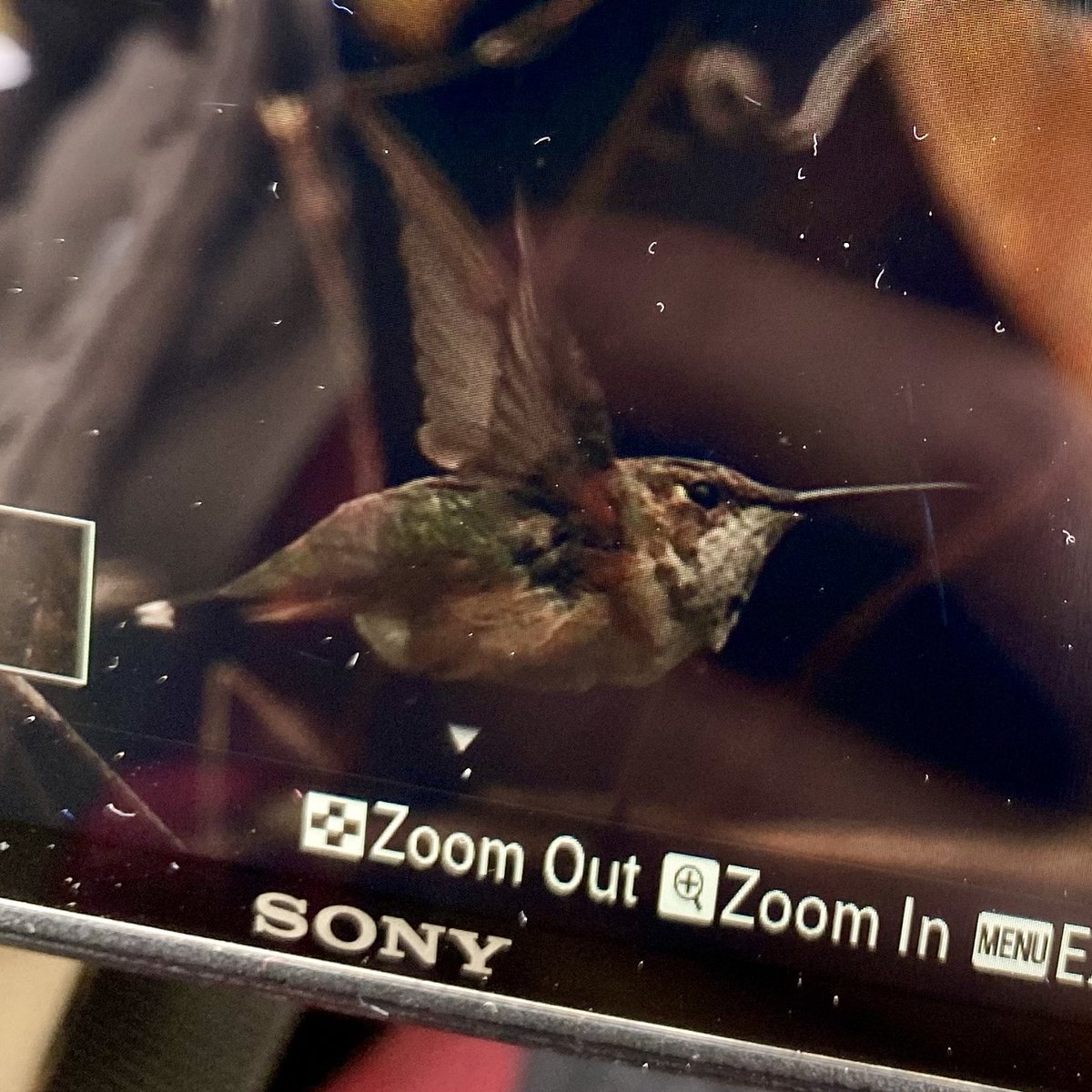 BirdNerdNYC's tweet photo. Finally got out to see the Rufous Hummingbird in Prospect Park today and was not disappointed! https://t.co/hbfZdC1vIv