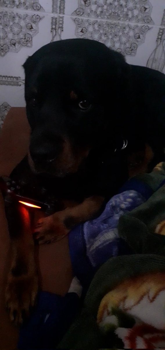 NOT_KADE_BTW's tweet photo. Hello @Minecraft , last year i lost my rottweiler (hasinki) due to cancer, it was really painful since he was my gaming buddy, since new wolf skin is there i would really appreciate it if you added rottweiler skin to Minecraft so i can have him in Minecraft. https://t.co/FQkfvPK1Wm