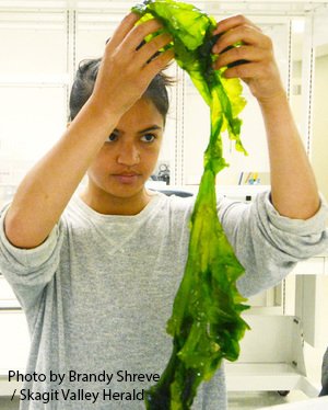 New article out on effects of short-term salinity and desiccation stress on subsequent grazing, growth, and DMSP concentrations in sea lettuce by Dr. Kathy Van Alstyne and former MIMSUP student Natasha Borgen: link.springer.com/article/10.100…