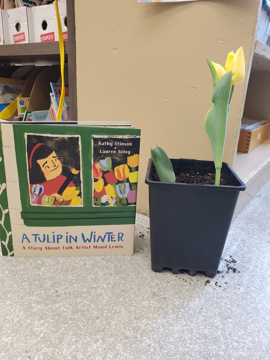Today, on Maud Lewis' birthday, Room One's yellow tulip opened! Thank you to <a href="/N4LCanada/">Nutrients for Life</a> for the bulbs! Room One learned about forcing bulbs by putting them in the fridge for 8 weeks!