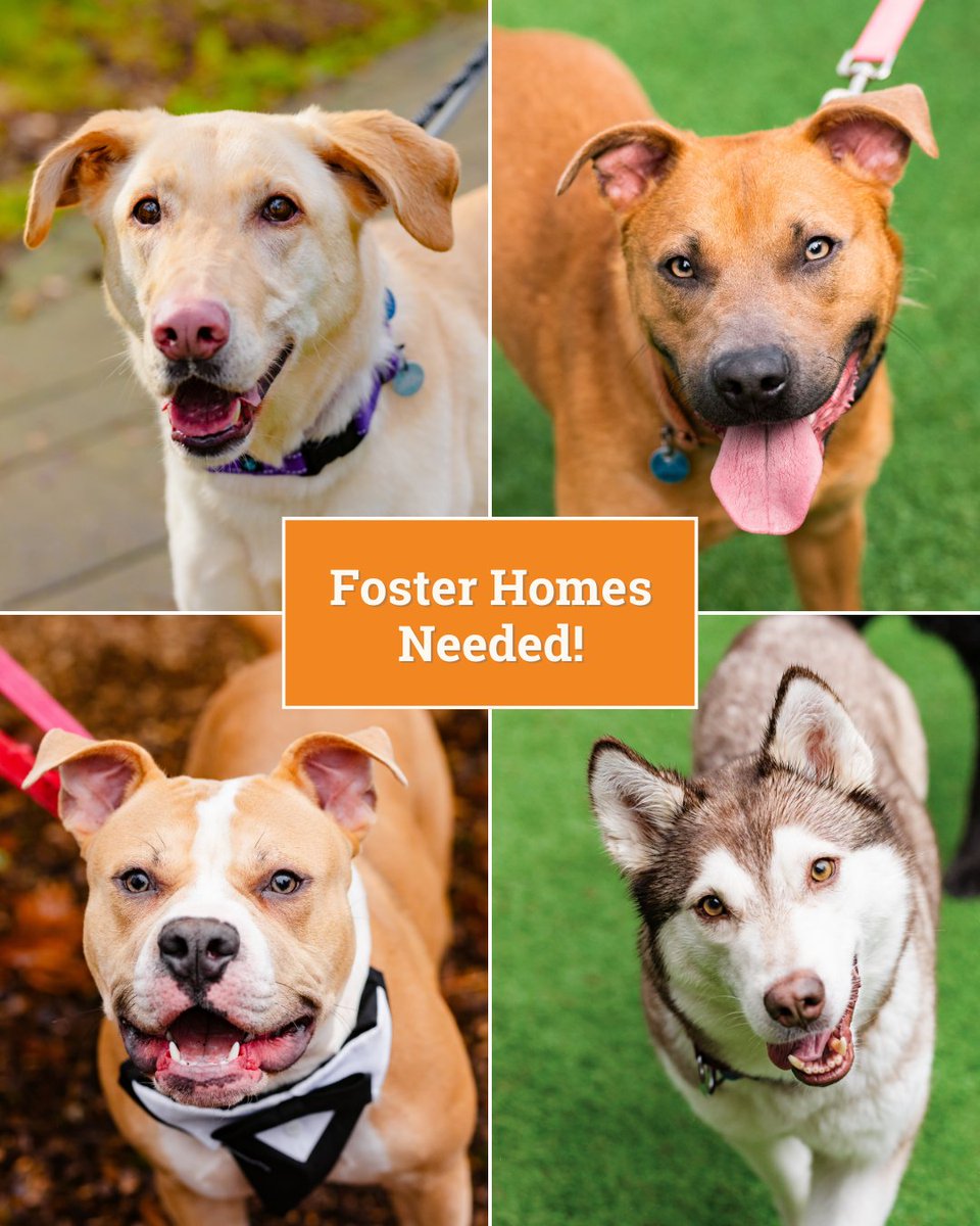 URGENT NEED: Foster Homes!🏡 If you’re interested in opening up your home to an adorable doggo, we are in great need of foster parents – especially for our larger breeds. 🐕 Please visit: paws.org/volunteer/fost… to learn more and apply! THANK YOU for your support! 🧡