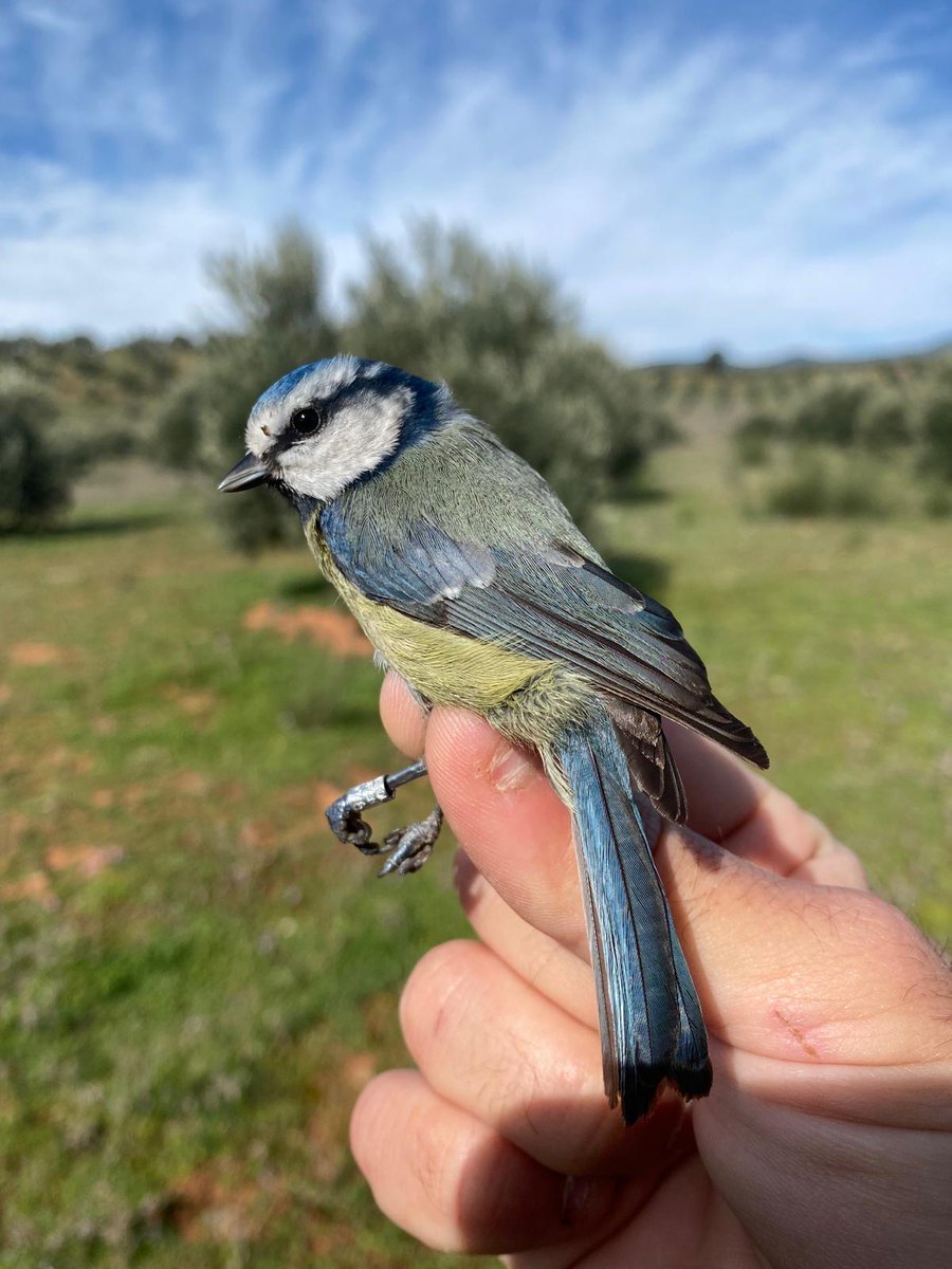 Francisco M. Camacho tweet media