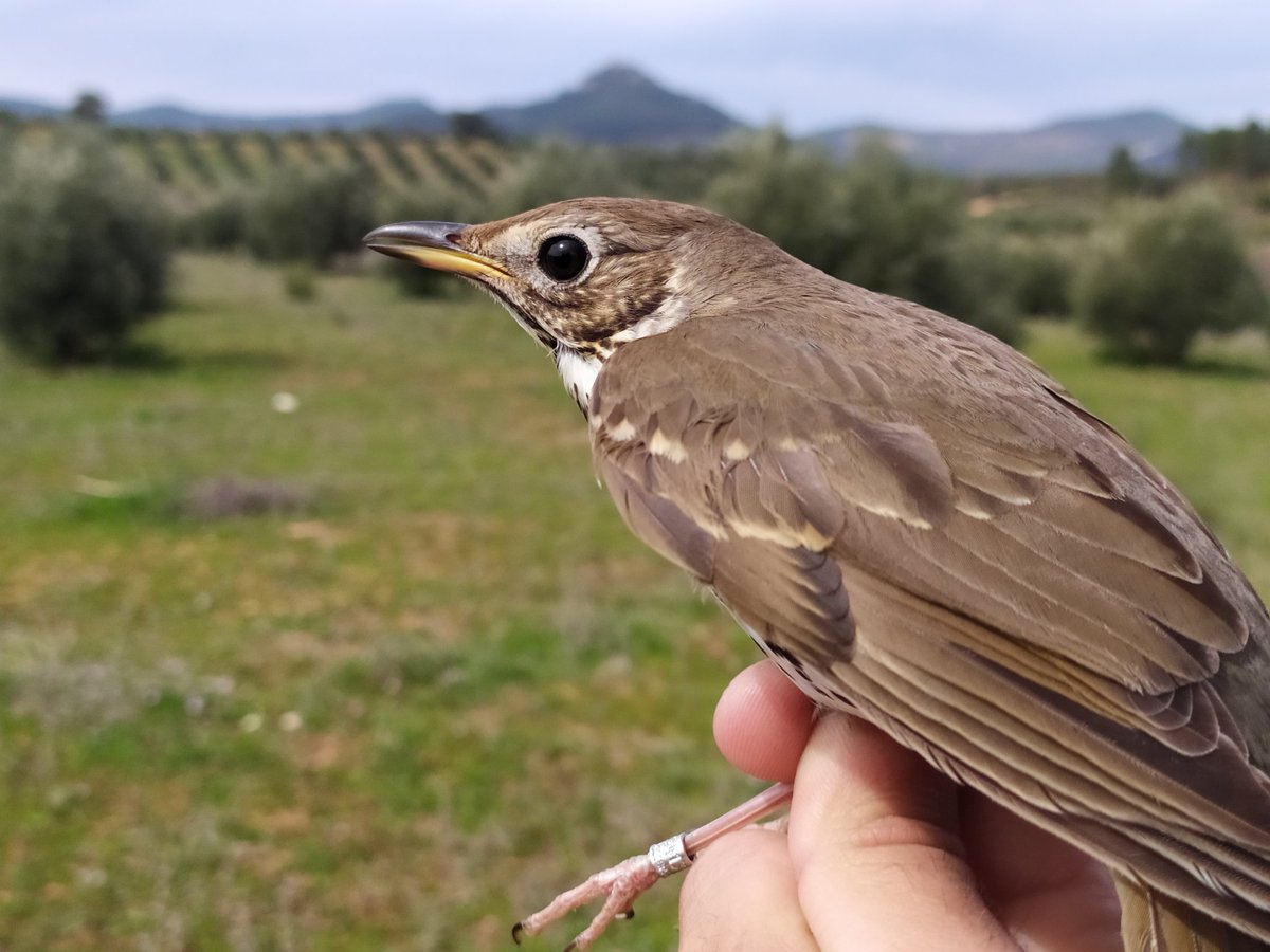 Tras un año y unas 2200 muestras 💩fecales de aves recopiladas, termino los muestreos asociados a mi #tesis. 🥳

Gracias a <a href="/orta1410/">Juarez Orta Eduardo</a>, <a href="/RTarifaM/">R. Tarifa</a>, Ana Bernal, Félix López y Antonio Pérez por todas esas horas de campo. 

Aquí los últimos ejemplares anillados.