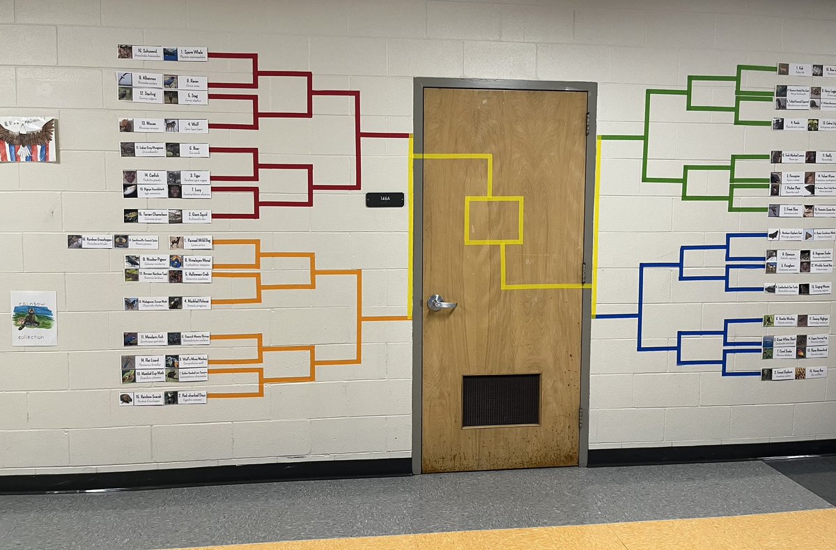 Have you picked up your bracket?! They are due to Mrs. Schmidt in room 143 by Monday at 3pm. #2024MMM <a href="/MMMletsgo/">March Mammal Madness</a> thank you for all of your hard work!