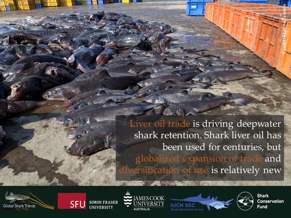 #SharksintheDark: Liver oil trade is driving deepwater shark retention. Sharks have been used for their liver oil for centuries, but globalized expansion of trade, diversification of use is a relatively new phenomenon.

#GlobalSharkTrends #Overfishing
bit.ly/SharksInTheDark