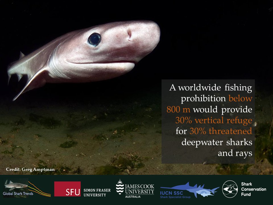 A global fishing prohibition below 800 m would provide 30% vertical refuge for 30% of threatened deepwater sharks and rays.

#SharksintheDark #GlobalSharkTrends #OceanOptimism
bit.ly/SharksInTheDark
science.org/doi/10.1126/sc…