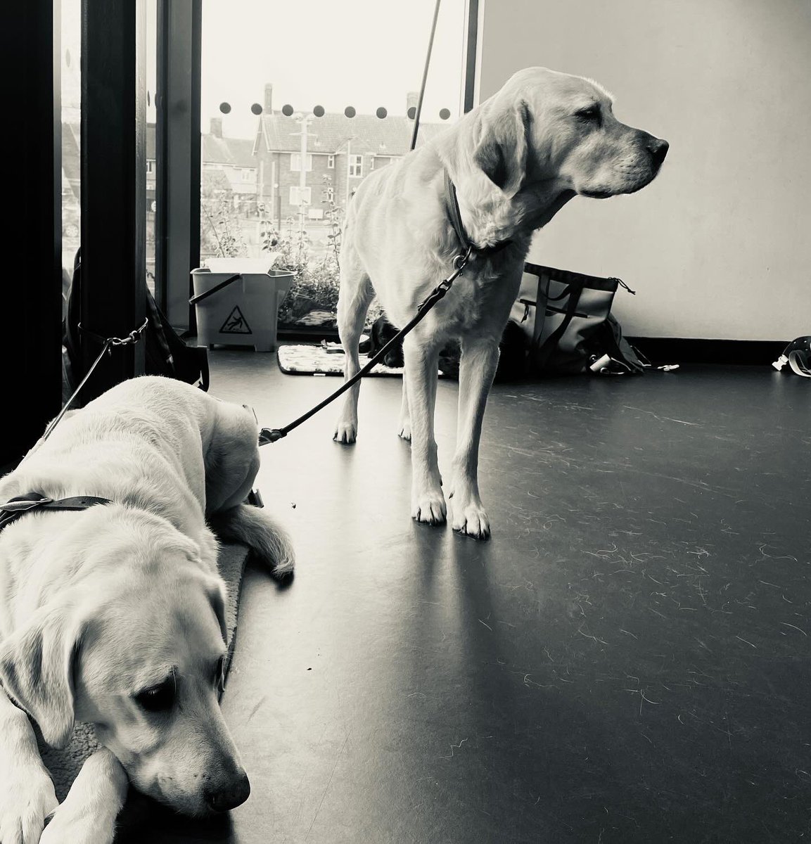 A hilarious VI drama session today @NewWolsey's NW2 space, exploring mime, memory & kung fu fighting. Not sure what our bemused #guidedog friends made of all the antics... New members are always welcome. Email us for details: coherearts@gmail.com