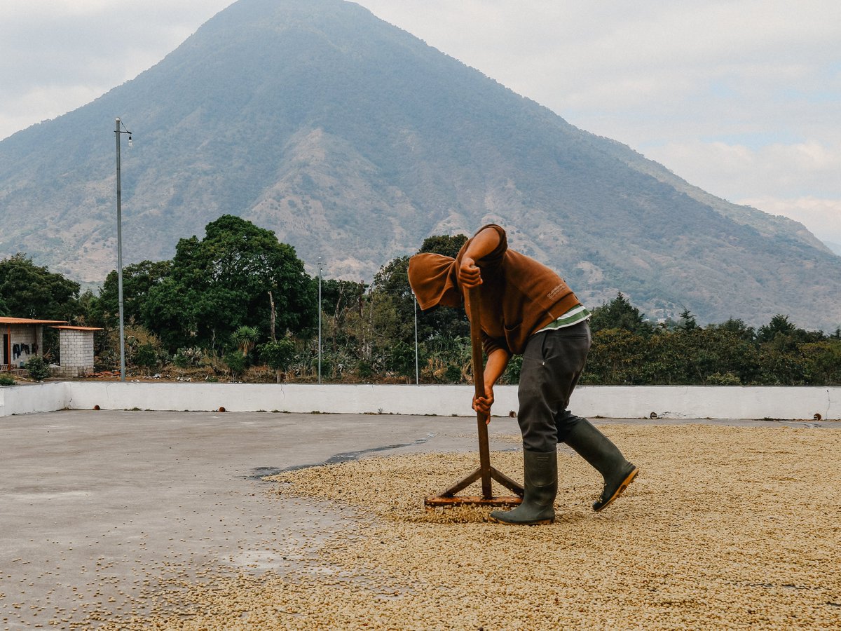 CouncilOakSupCo's tweet photo. We partner with farms around the globe.

These photos are from Guatemala where we source our Smithsonian Bird Friendly coffee

Each farm has a story

The farm in Guatemala helps preserve the environment by keeping shade and canopy trees alive.

remember...it's for the birds. https://t.co/jjfuYkO2nC