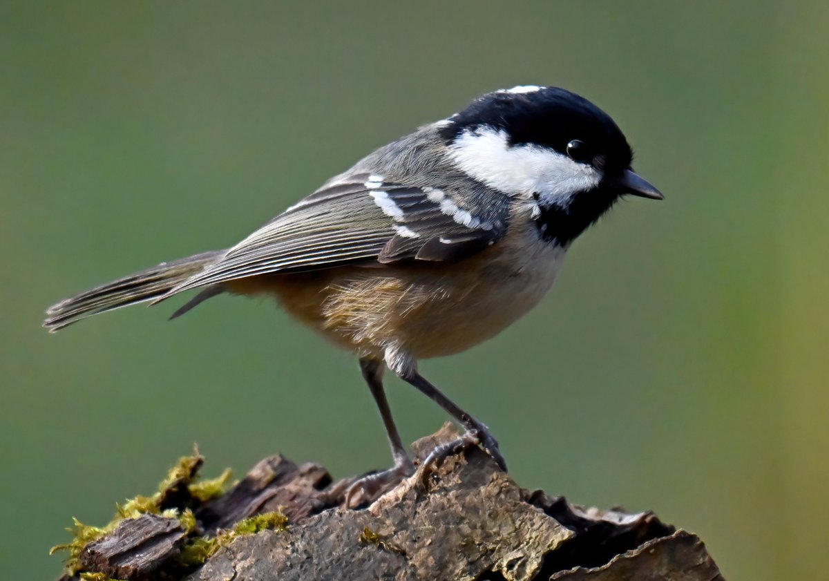 A beautiful little Coal Tit at RSPB Swell Wood at the weekend. 😍🐦😊