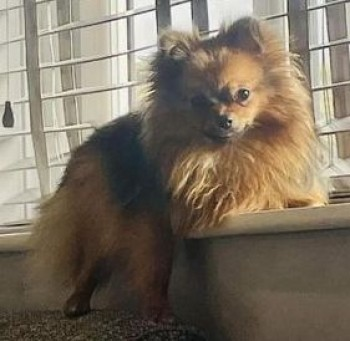 millypod1's tweet image. 🆘29 FEB 2024 #Lost BELLE. PLEASE SHARE.
Brown Pomeranian Female
Old Lane #Shawforth #Rochdale #Lancashire #OL12
doglost.co.uk/dog-blog.php?d…