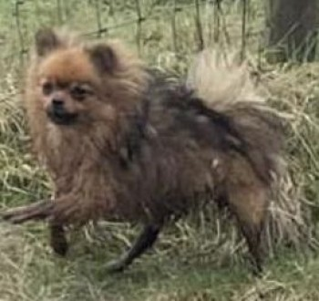 millypod1's tweet image. 🆘29 FEB 2024 #Lost BELLE. PLEASE SHARE.
Brown Pomeranian Female
Old Lane #Shawforth #Rochdale #Lancashire #OL12
doglost.co.uk/dog-blog.php?d…