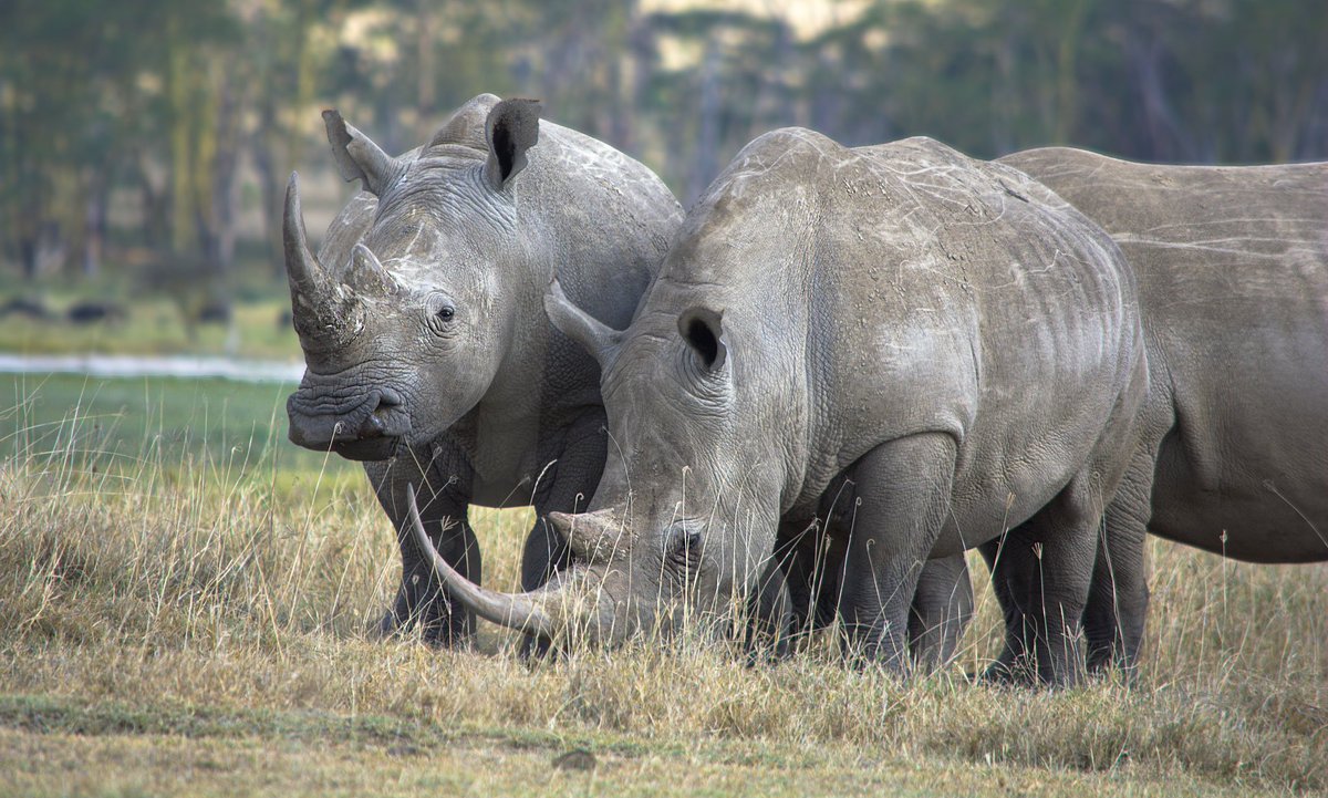 artsue_'s tweet photo. White Rhinos - Lake Nakuru National Park

White rhinos as of September 2023, are estimated to be 16,803. https://t.co/9MqS4iHuNU